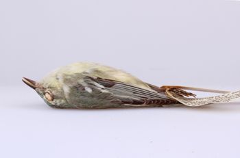 Media type: image;   Ornithology 247754 Description: Dendroica cerulea;  Aspect: lateral